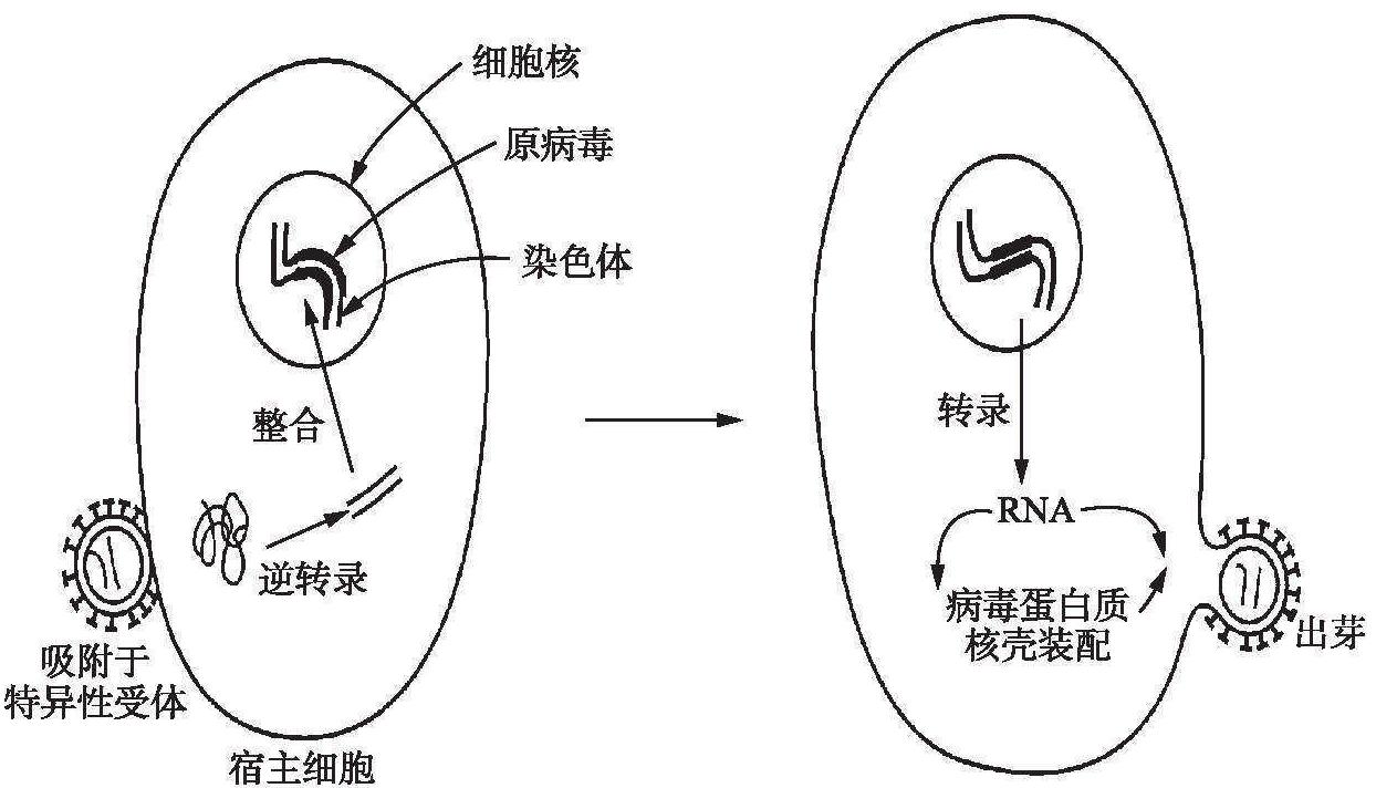 生物因素